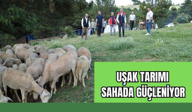 Uşak Tarımı Sahada Güçleniyor: Banaz Yaylalarında Üreticinin Yüzü Gülüyor