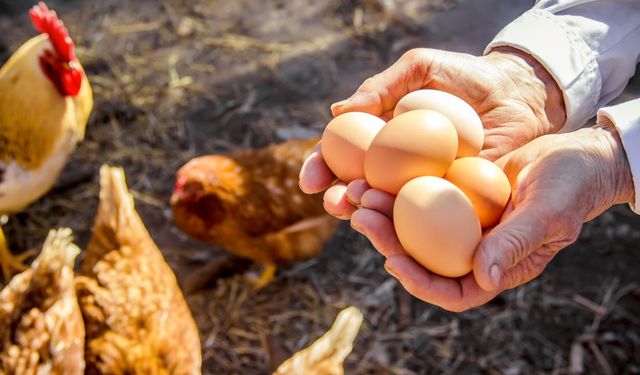 DFİF kesintisi kalktı, yumurta ihracatçısı rahatladı