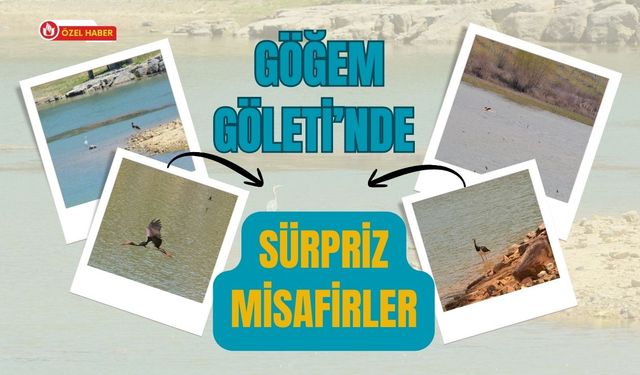 Göğem Göleti’nde Sürpriz Misafirler