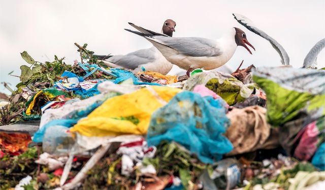 WWF’den Plastik Kirliliğine Karşı Önemli Çağrı!