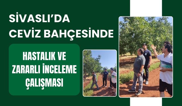 Sivaslı'da Ceviz Bahçesinde Hastalık ve Zararlı İnceleme Çalışması