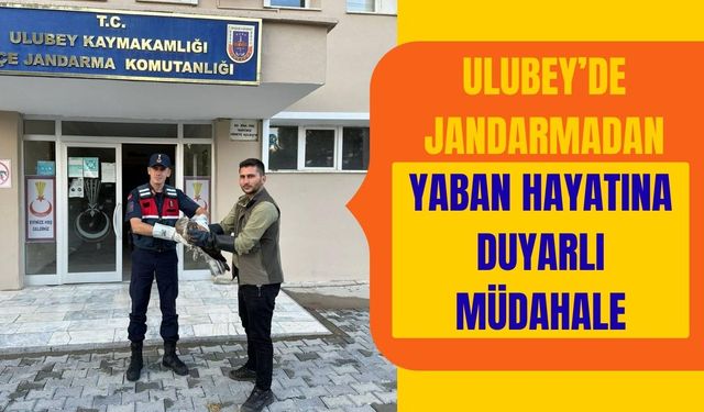Ulubey’de Jandarmadan Yaban Hayatına Duyarlı Müdahale
