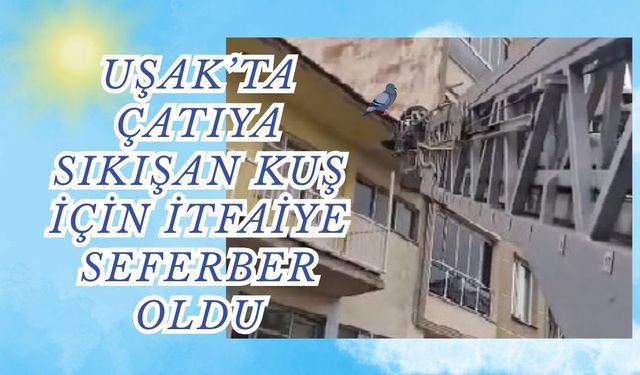 Uşak’ta Çatıya Sıkışan Kuş İçin İtfaiye Seferber Oldu