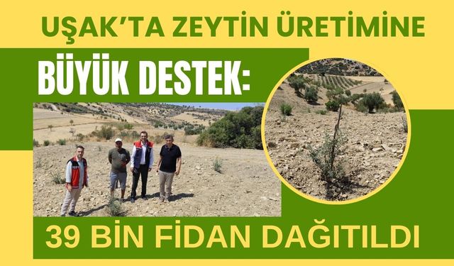 Uşak’ta Zeytin Üretimine Büyük Destek