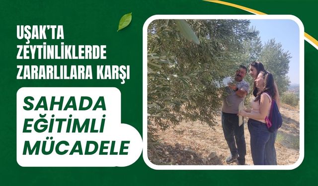 Uşak’ta Zeytinliklerde Zararlılara Karşı Mücadele
