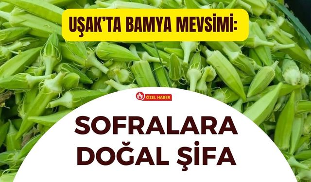 Uşak’ta Bamya Mevsimi: Sofralara Doğal Şifa