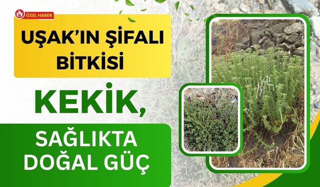 Uşak’ın Şifalı Bitkisi Kekik, Sağlıkta Doğal Güç