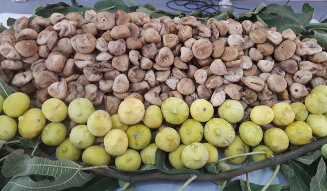 Kuru İncirde 369 Milyon Dolarlık Tarihi İhracat Rekoru