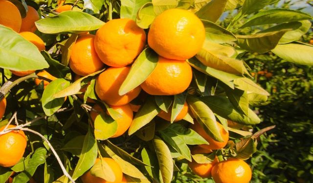 Satsuma Mandalinanın İhracat Yolculuğu 17 Ekim’de Başlıyor