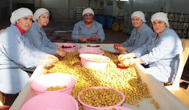 Sofralık Zeytin İhracatında 255 Milyon Dolarlık Tarihi Rekor