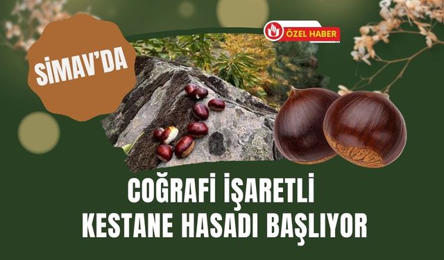 Simav’da Coğrafi İşaretli Kestane Hasadı Başlıyor