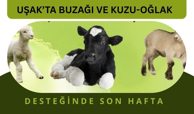 Uşak’ta Buzağı ve Kuzu-Oğlak Desteğinde Son Hafta