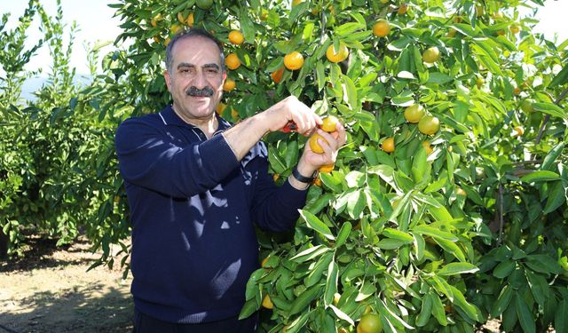 Mandalina İhracatında Ekim Ayında Rekor Artış Yaşandı