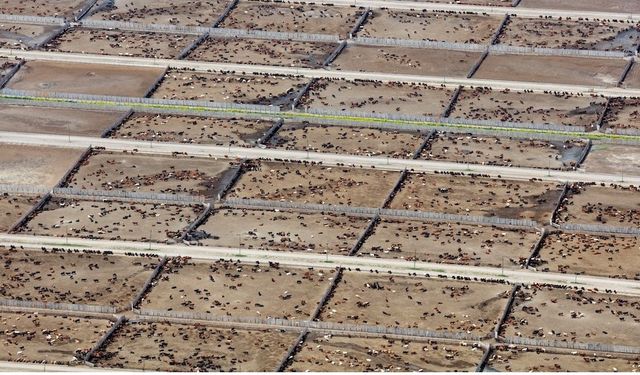 Endüstriyel Hayvancılık İklim Hedeflerini Tehlikeye Atıyor