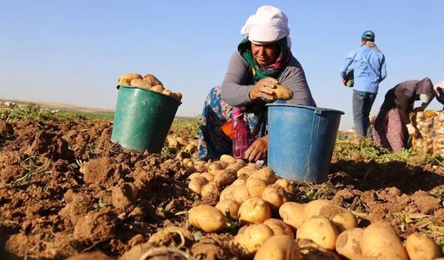 Patateste Üreticiyle Market Arası Yüzde 383 Fark