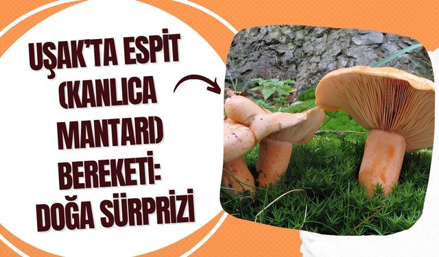 Uşak’ta Espit (Kanlıca Mantarı) Bereketi: Doğa Sürprizi