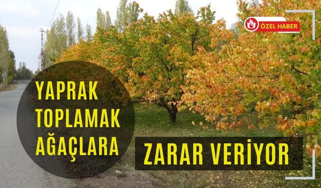 Yaprak Toplamak Ağaçlara Zarar Veriyor