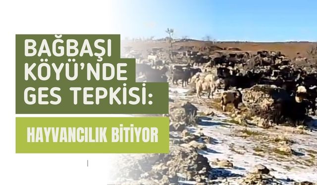 Bağbaşı Köyü’nde GES Tepkisi: Hayvancılık Bitiyor