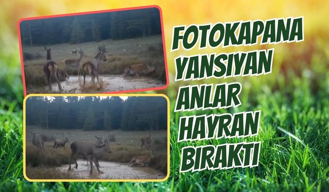 Fotokapanlara Yansıyan Anlar Hayran Bıraktı