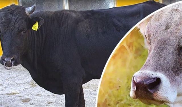 Halk Elinde Islah Projelerine 2,7 Milyar Lira Destek