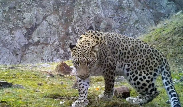 Anadolu Parsına Zararın Bedeli, 45 Milyon TL Ceza