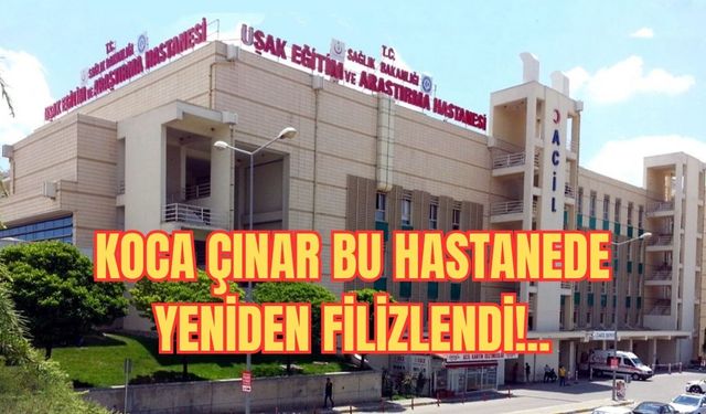 Koca Çınar Bu Hastanede Yeniden Filizlendi!..