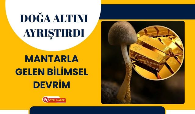 Doğa Altını Ayrıştırdı: Mantarla Gelen Bilimsel Devrim