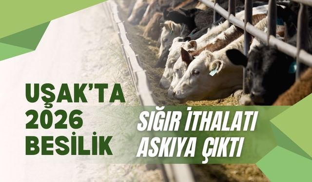 Uşak’ta 2026 Besilik Sığır İthalatı Askıya Çıktı