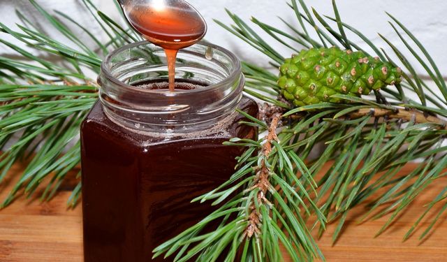 Türk Çam Balı Manuka’ya Rakip Oluyor