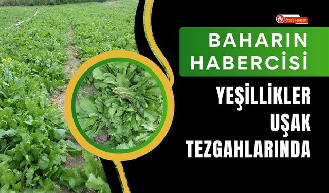 Baharın Habercisi Yeşillikler Uşak Tezgahlarında