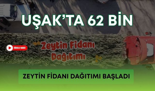 Uşak’ta 62 Bin Zeytin Fidanı Dağıtımı Başladı