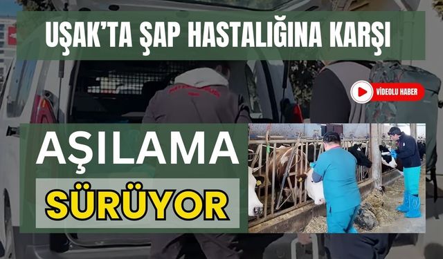Uşak’ta Şap Hastalığına Karşı Aşılama Sürüyor