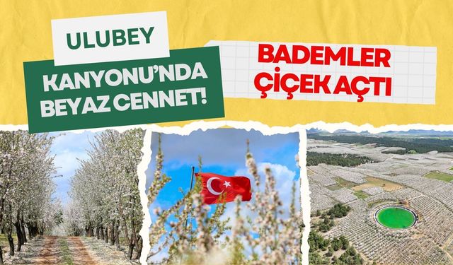 Ulubey Kanyonu’nda Beyaz Cennet! Bademler Çiçek Açtı
