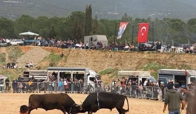 Kemalpaşa’da Boğa Güreşi Festivali 3 Mayıs’ta