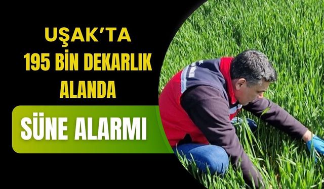 Uşak’ta 195 Bin Dekarlık Alanda Süne Alarmı