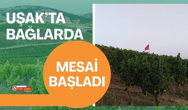 Uşak’ta Bağlarda Mesai Başladı: Budama ve Temizlik Dönemi Açıldı