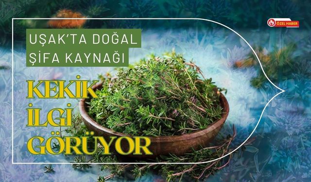 Uşak’ta Doğal Şifa Kaynağı: Kekik İlgi Görüyor