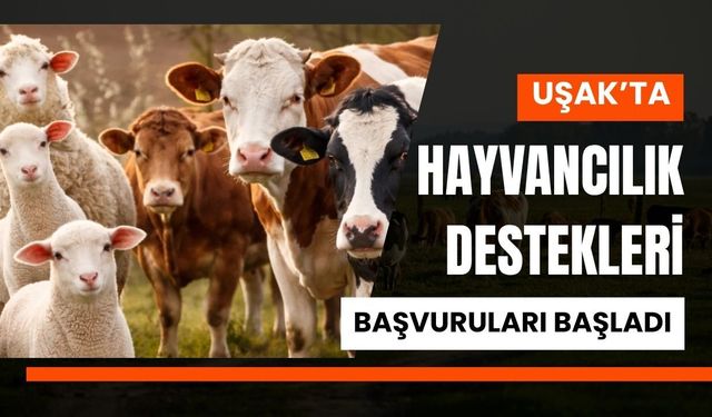Uşak’ta Hayvancılık Destekleri Başvuruları Başladı