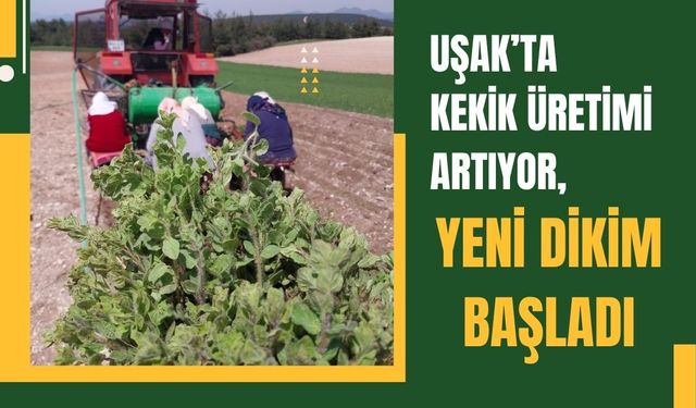 Uşak’ta Kekik Üretimi Artıyor, Yeni Dikim Başladı