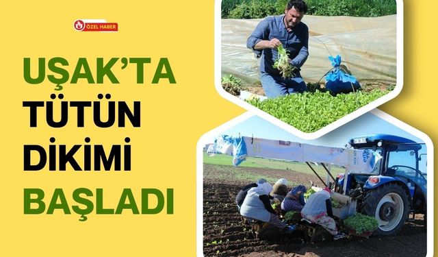 Uşak’ta Tütün Dikimi Başladı, Üreticinin Umudu Yeni Sezonda