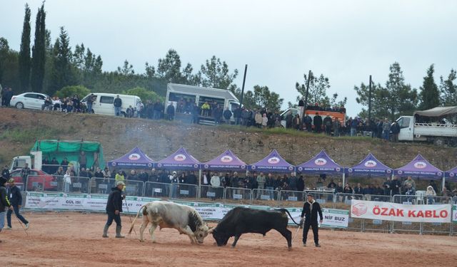 İZMİR KEMALPAŞA’DA BOĞA GÜREŞLERİ COŞKUSU: BİNLERCE KİŞİ SEYRETTİ