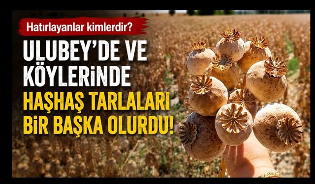 Ulubey’de Bir Zamanlar Yaz Böyle Başlardı: Haşhaş Tarlalarının Kokusu Hala Unutulmuyor