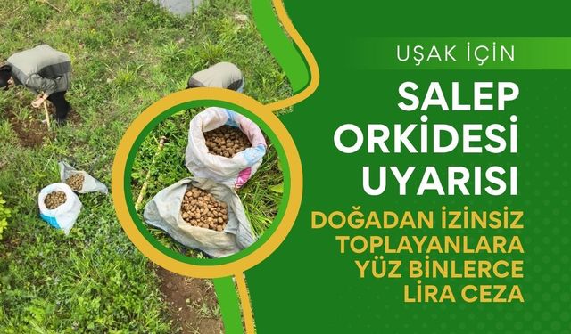 Uşak İçin Salep Orkidesi Uyarısı: Doğadan İzinsiz Toplayanlara Yüz Binlerce Lira Ceza