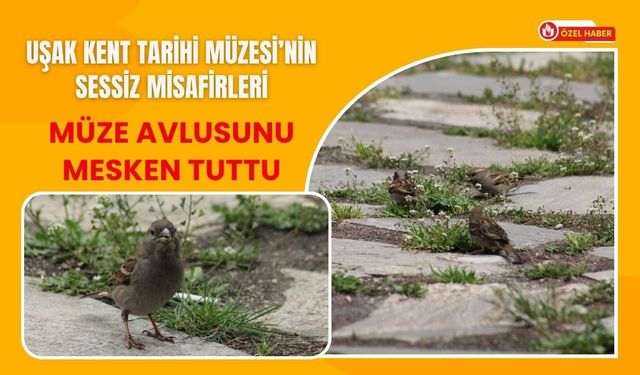 Uşak Kent Tarihi Müzesi’nin Sessiz Misafirleri, Müze Avlusunu Mesken Tuttu
