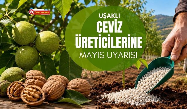 Uşaklı Ceviz Üreticilerine Mayıs Uyarısı, Yanlış Gübreleme Verimi Düşürebilir