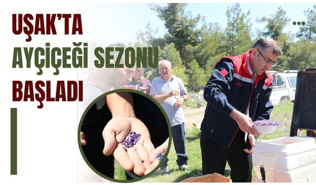 Uşak’ta Ayçiçeği Sezonu Başladı: Çiftçiye Yüzde 75 Hibeli Destek