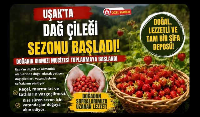 Uşak’ta Dağ Çileği Sezonu Başladı, Kırsalda Toplama Mesaisi Yoğunlaştı