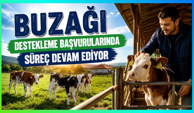 Buzağı Destekleme Başvurularında Süreç Devam Ediyor