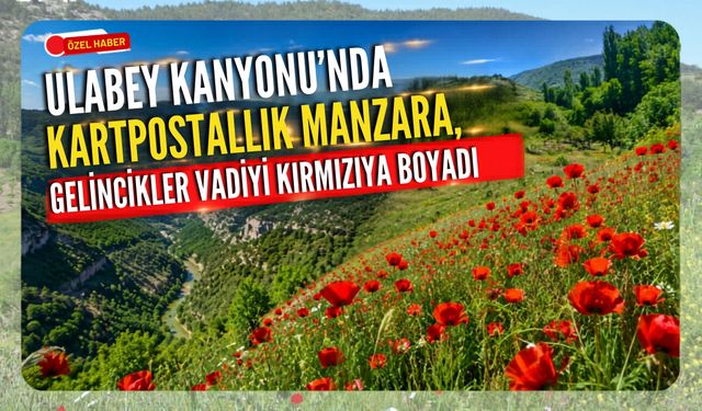 Ulubey Kanyonu'nda Kartpostallık Manzara, Gelincikler Vadeyi Kırmızıya Boyadı