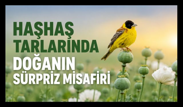 Uşak’ın Haşhaş Tarlalarında Doğanın Sürpriz Misafiri